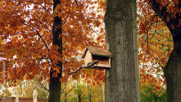 Fototapeta Vibrant hues of autumn leaves on tall trees, showcasing a mix of orange, yellow, and green foliage under soft light.