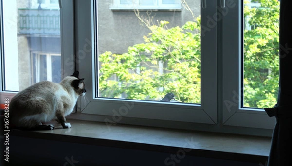 Fototapeta Siamese cat sitting on a windowsill intently watching a pigeon perched outside the window, with a background of green trees and a building facade.