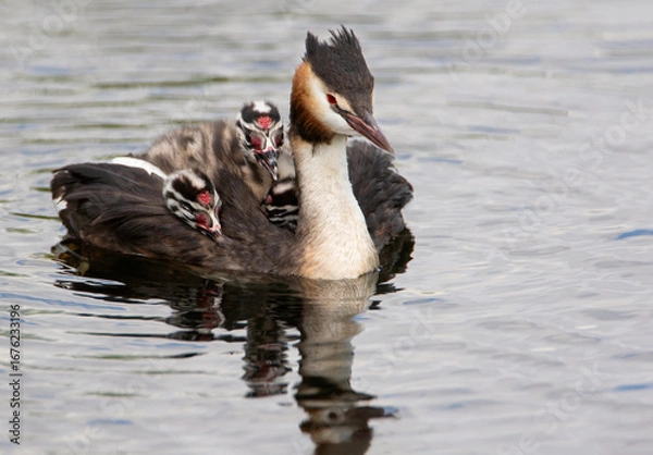 Fototapeta Great Crested Grebe (Podiceps cristatus) with two chicks, the Netherlands