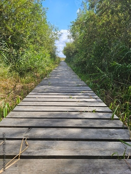 Obraz Przemkowskie bagno