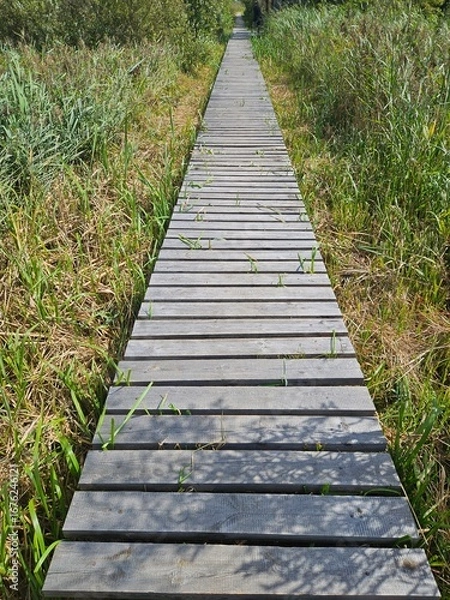 Obraz Przemkowskie bagno