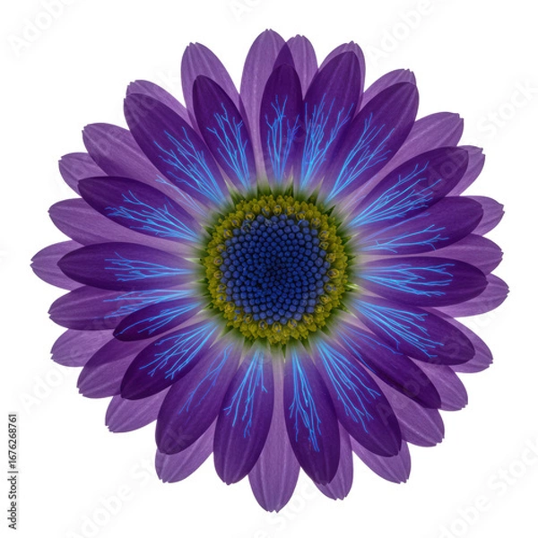 Fototapeta A pristine vibrant daisy with glowing ultraviolet nectar guides in deep purple and electric blue, isolated on a stark white studio background, scientific revelation of nature's beauty