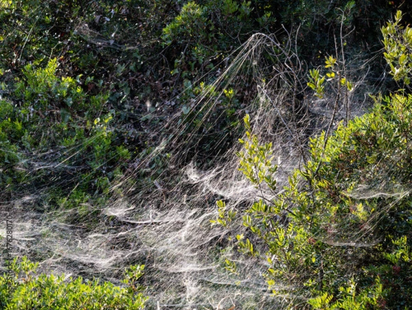 Obraz Toiles géantes