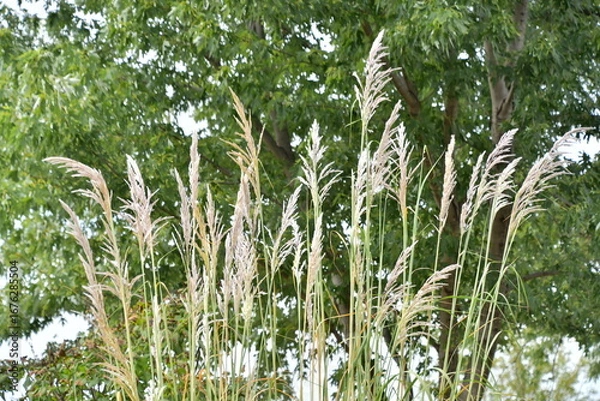 Obraz Decorative Grass