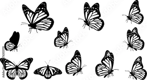 Obraz Monarch butterfly silhouettes collection, vector illustration isolated on white background
