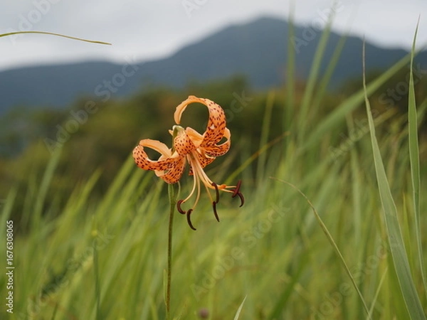 Obraz オニユリの花