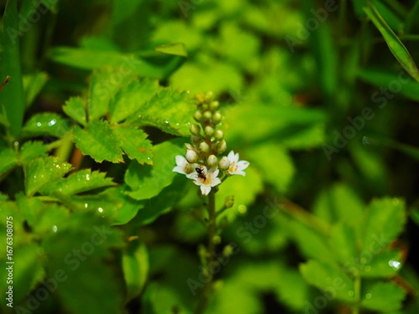 Obraz 咲き始めのトラノオ