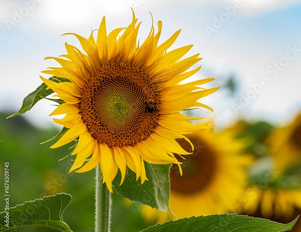 Obraz sunflower on the field