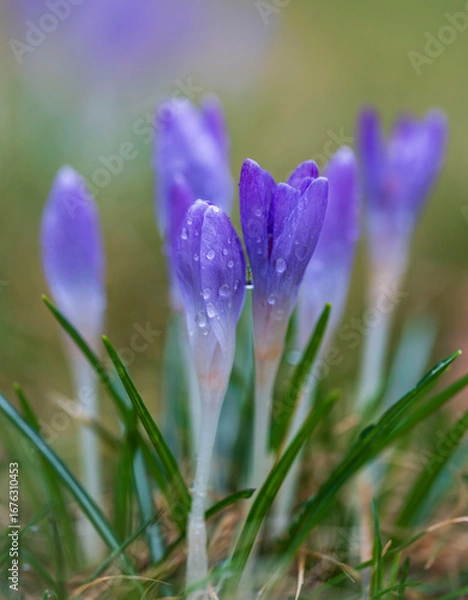 Obraz purple crocus flower