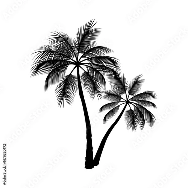 Fototapeta picture of a coconut tree or palm