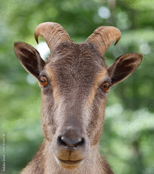 Obraz Stare-down Eye to eye with a goat