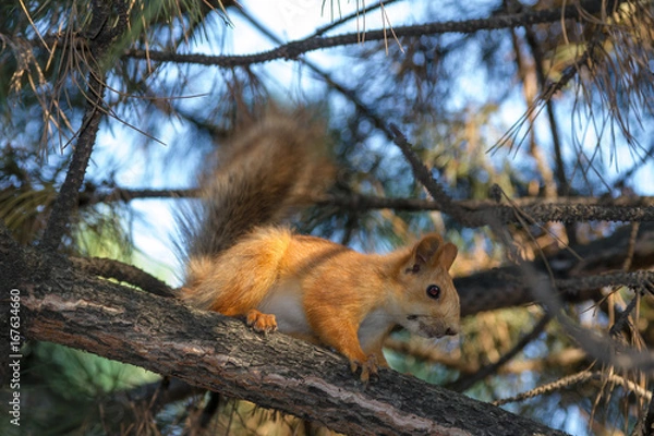 Obraz Squirrel among the branches