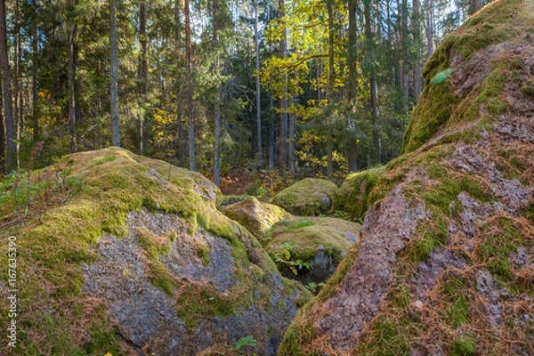 Fototapeta Boulders in the forest woods, rocks covered by moss and colorful foliage. Autumn season.