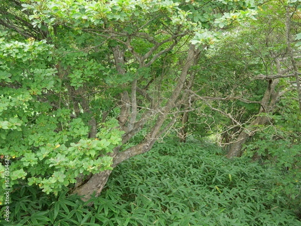 Obraz 霧降高原の緑の森