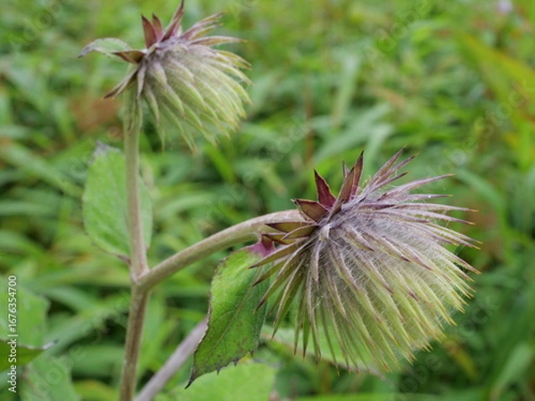 Obraz オヤマボクチ