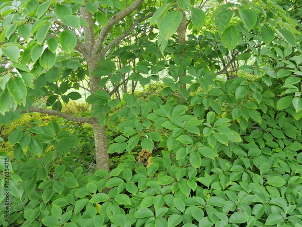 Obraz 霧降高原の緑の森