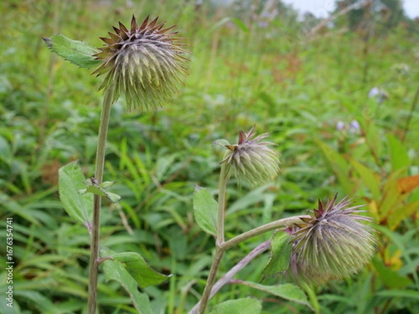 Fototapeta オヤマボクチ