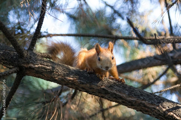 Obraz Curious squirrel on the tree