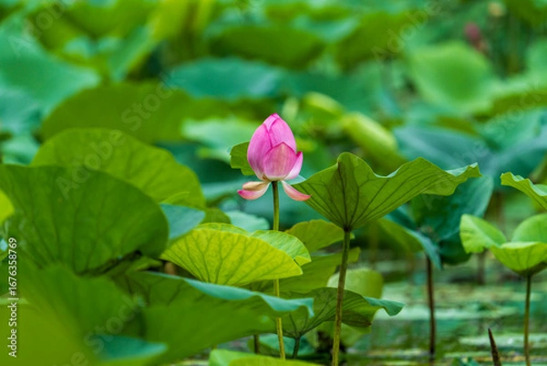 Obraz pink lotus flower. lotus bud	

