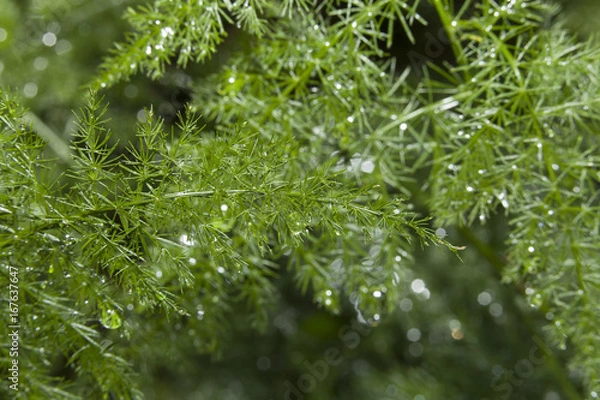 Fototapeta Background blur. Drops of rain on dill. Grass and drops of water.