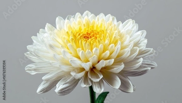 Obraz Close-up of a large, creamy white chrysanthemum with a yellow center