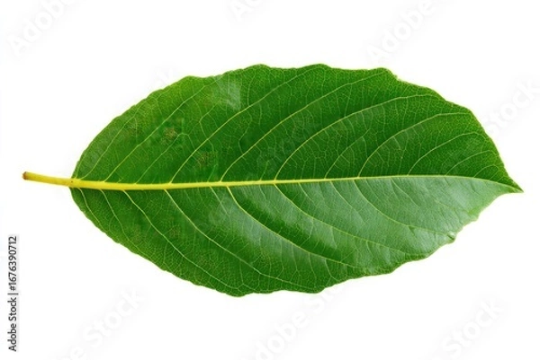 Fototapeta Single green leaf, oval shape, smooth texture