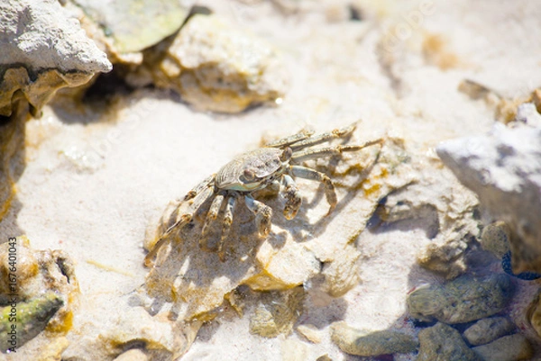 Obraz Crab resting on coastal rocks