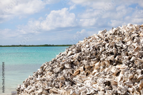 Obraz Large pile of conch shells by sea
