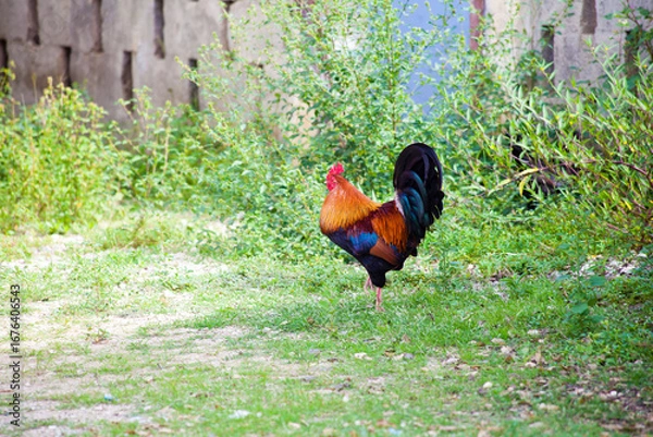 Obraz Colorful rooster standing in grassy yard