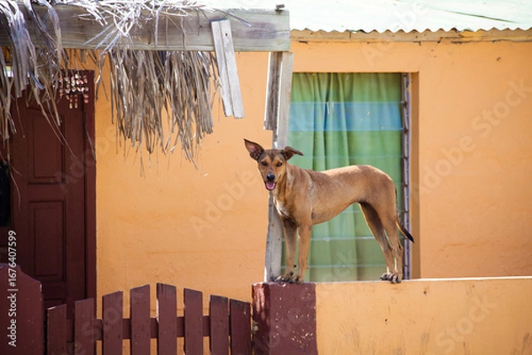 Obraz Brown dog standing on wall by house