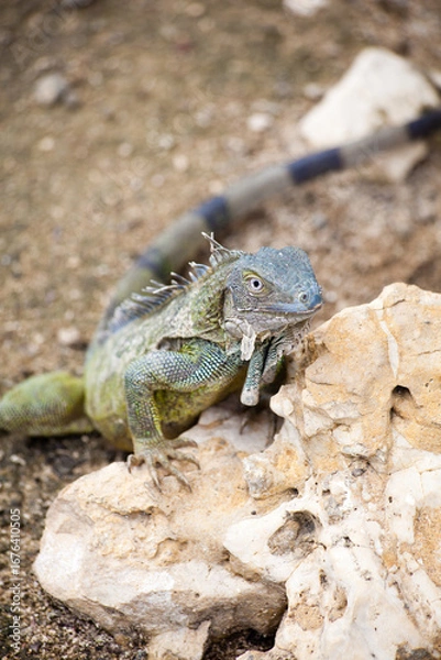 Obraz Iguana climbing on limestone rock outdoors