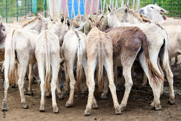 Obraz Rear view donkeys crowded at hay feeder
