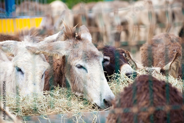 Obraz Donkeys eating hay behind wire fence