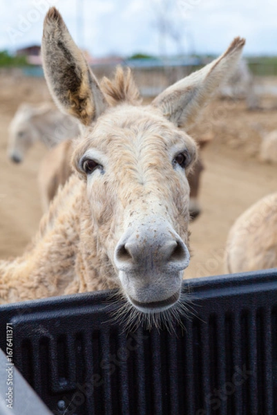 Obraz Donkey peeking over pickup truck tailgate
