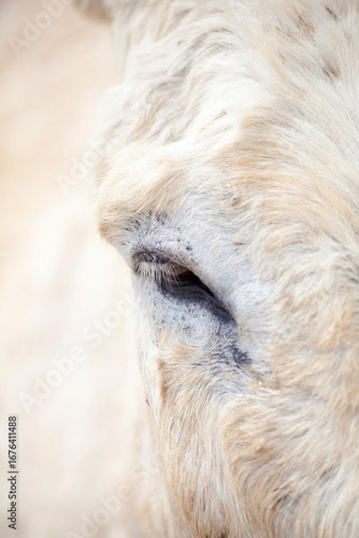 Obraz Donkey eye macro with soft textures