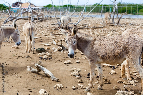 Obraz Donkeys roaming rocky paddock at sanctuary