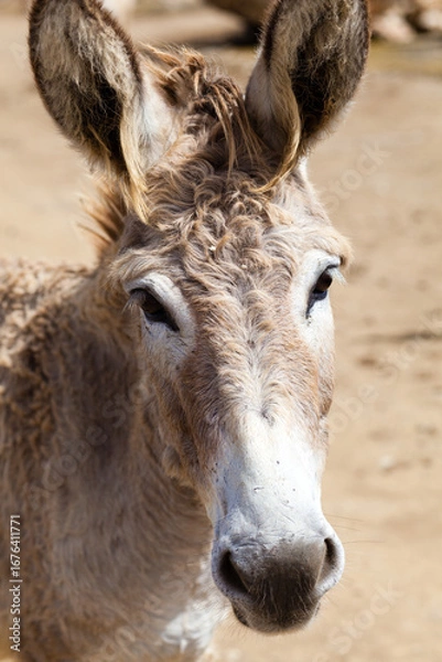 Obraz Close-up Portrait of a Curious Donkey