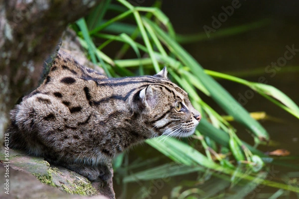 Obraz fishing cat