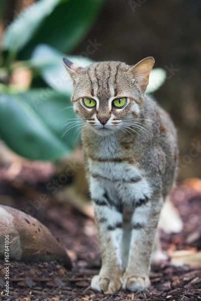 Obraz rusty-spotted cat