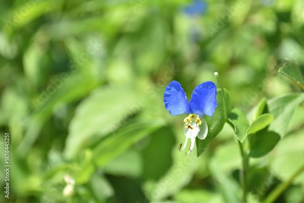Fototapeta ツユクサ