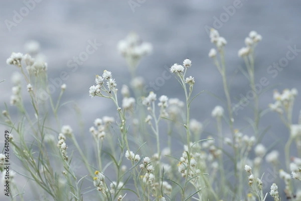 Obraz カワラハハコの群生