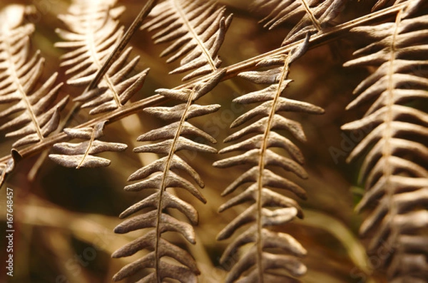 Fototapeta Closeup of a leaf of faded fern.