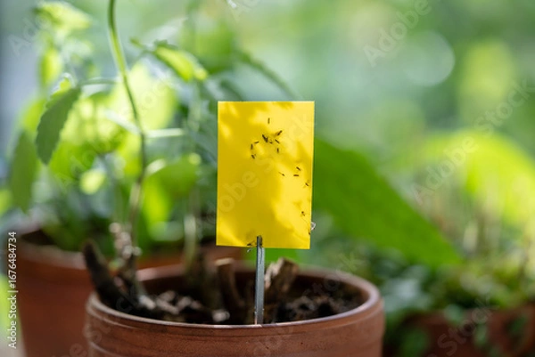 Fototapeta Fungus gnats stuck on yellow sticky trap macro. Non-toxic flypaper for Sciaridae pests around potted houseplant at home, closeup, soft focus. Plant pest control indoor. Insects stuck to the trap tape