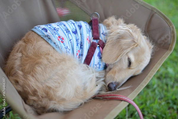 Fototapeta キャンプチェアで気持ちよさそうに寝る犬