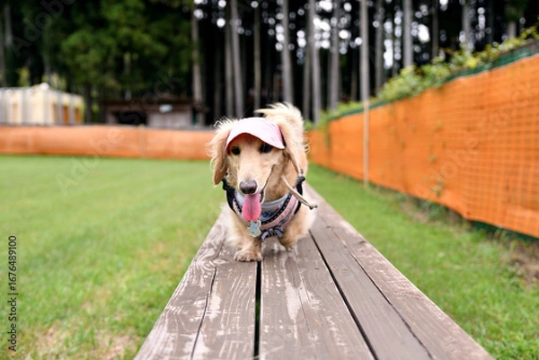 Obraz アジリティーをする犬