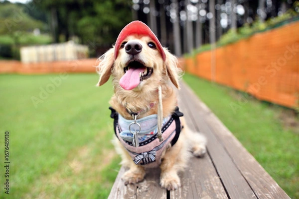 Obraz アジリティーをする犬