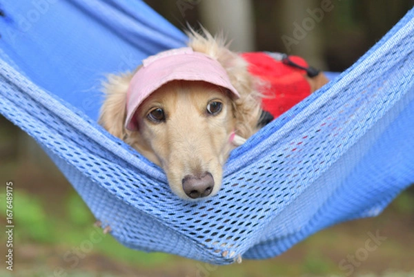 Obraz ハンモックに気持ちよさそうに揺られる犬