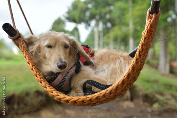 Fototapeta ブランコに気持ちよさそうに揺られる犬