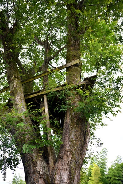 Obraz 木の上にあるツリーデッキ