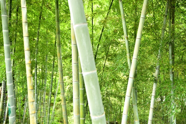 Obraz 青々とした竹林の風景